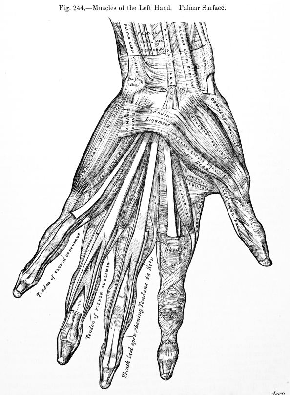 "Figure of muscles of the left hand"