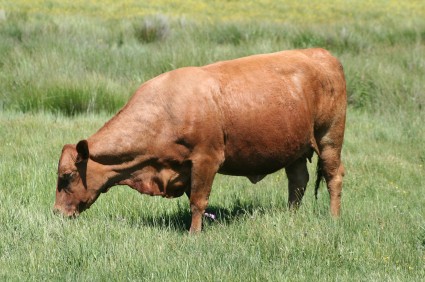 "Red Angus Female Cow"